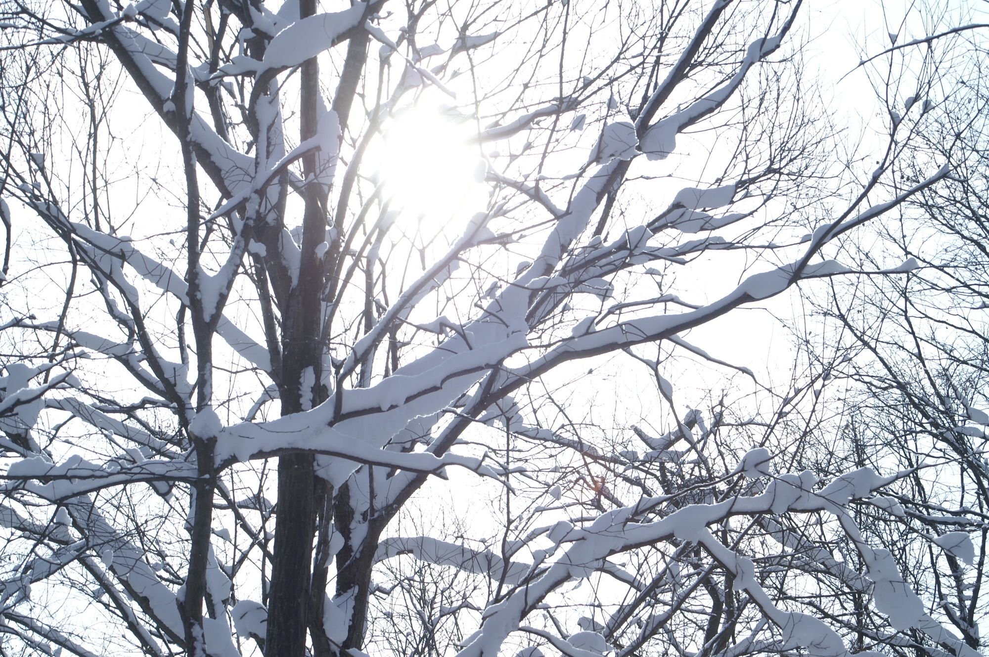 Hirafutei Niseko